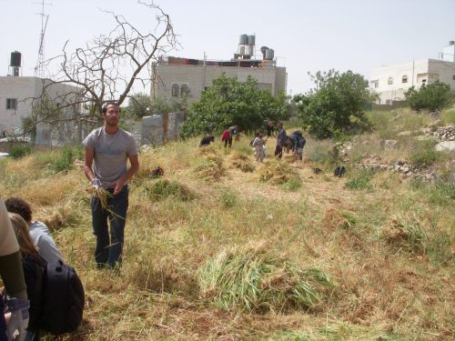 Palestinians and Taayush members gathering plants